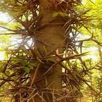 微信皂角树头像_高清皂角树微信头像