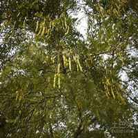 微信皂角树头像_高清皂角树微信头像