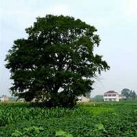 微信皂角树头像_高清皂角树微信头像