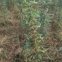 微信皂角树头像_高清皂角树微信头像