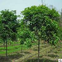 微信皂角树头像_高清皂角树微信头像