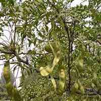 微信皂角树头像_高清皂角树微信头像