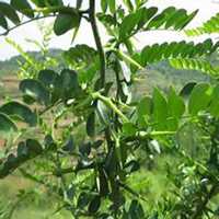 微信皂角树头像_高清皂角树微信头像