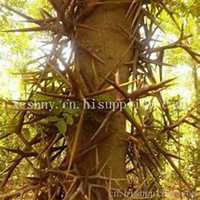 微信皂角树头像_高清皂角树微信头像