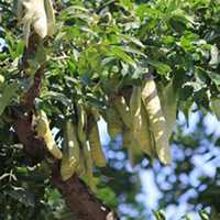 微信皂角树头像_高清皂角树微信头像