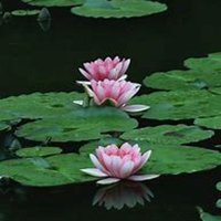 微信睡莲头像_高清睡莲花朵图片大全