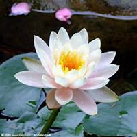 微信睡莲头像_高清睡莲花朵图片大全