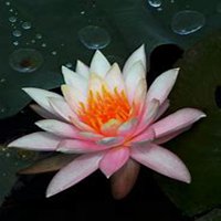 微信睡莲头像_高清睡莲花朵图片大全