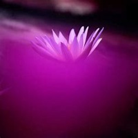 微信睡莲头像_高清睡莲花朵图片大全