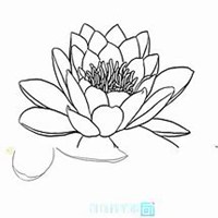 微信睡莲头像_高清睡莲花朵图片大全