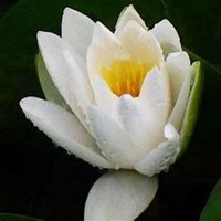 微信睡莲头像_高清睡莲花朵图片大全