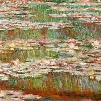 微信睡莲头像_高清睡莲花朵图片大全