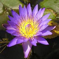 微信睡莲头像_高清睡莲花朵图片大全