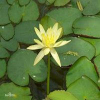 微信睡莲头像_高清睡莲花朵图片大全