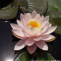 微信睡莲头像_高清睡莲花朵图片大全