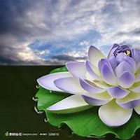 微信睡莲头像_高清睡莲花朵图片大全