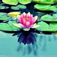 微信睡莲头像_高清睡莲花朵图片大全