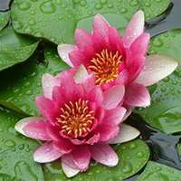 微信睡莲头像_高清睡莲花朵图片大全