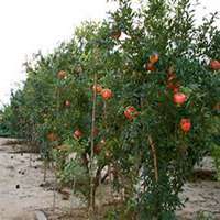 微信石榴树头像_高清石榴树微信头像