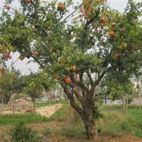 微信石榴树头像_高清石榴树微信头像