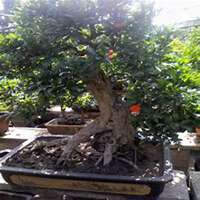 微信石榴树头像_高清石榴树微信头像