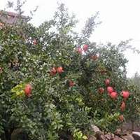 微信石榴树头像_高清石榴树微信头像