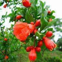 微信石榴树头像_高清石榴树微信头像