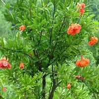 微信石榴树头像_高清石榴树微信头像