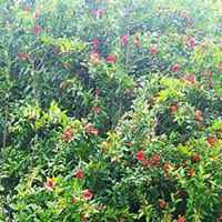 微信石榴树头像_高清石榴树微信头像