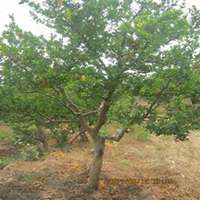 微信石榴树头像_高清石榴树微信头像