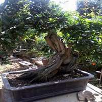 微信石榴树头像_高清石榴树微信头像