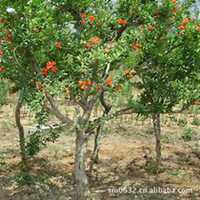 微信石榴树头像_高清石榴树微信头像