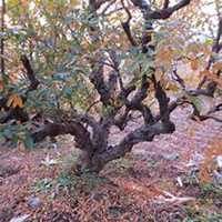 微信石榴树头像_高清石榴树微信头像