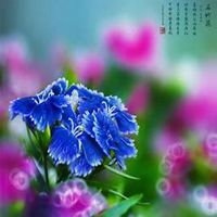 微信石竹头像_高清石竹花朵图片大全