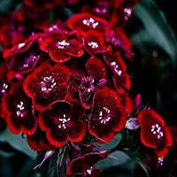 微信石竹头像_高清石竹花朵图片大全