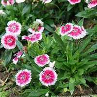 微信石竹头像_高清石竹花朵图片大全