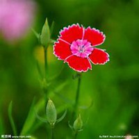 微信石竹头像_高清石竹花朵图片大全