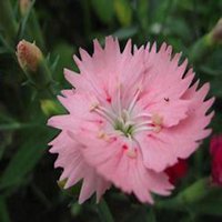 微信石竹头像_高清石竹花朵图片大全