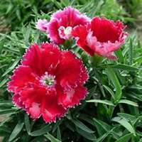 微信石竹头像_高清石竹花朵图片大全