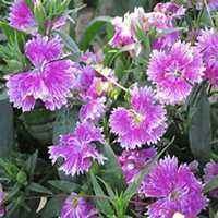 微信石竹头像_高清石竹花朵图片大全