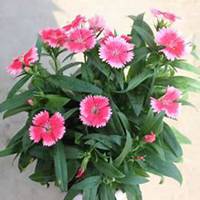 微信石竹头像_高清石竹花朵图片大全