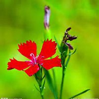 微信石竹头像_高清石竹花朵图片大全