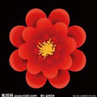 微信石竹头像_高清石竹花朵图片大全