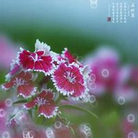 微信石竹头像_高清石竹花朵图片大全