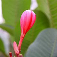 微信石竹头像_高清石竹花朵图片大全