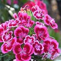 微信石竹头像_高清石竹花朵图片大全