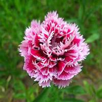 微信石竹头像_高清石竹花朵图片大全