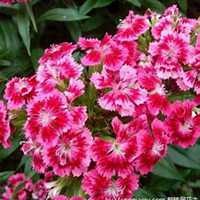 微信石竹头像_高清石竹花朵图片大全