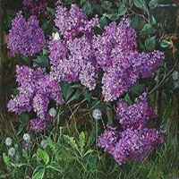 微信紫丁香花头像_高清紫丁香花花朵图片大全