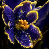 微信紫罗兰头像_高清紫罗兰花朵图片大全